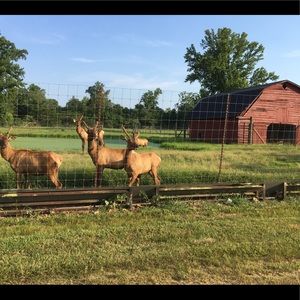 Meet your Posher, Rosella